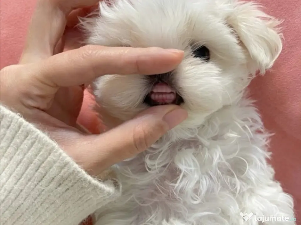 bichon maltez mini toy