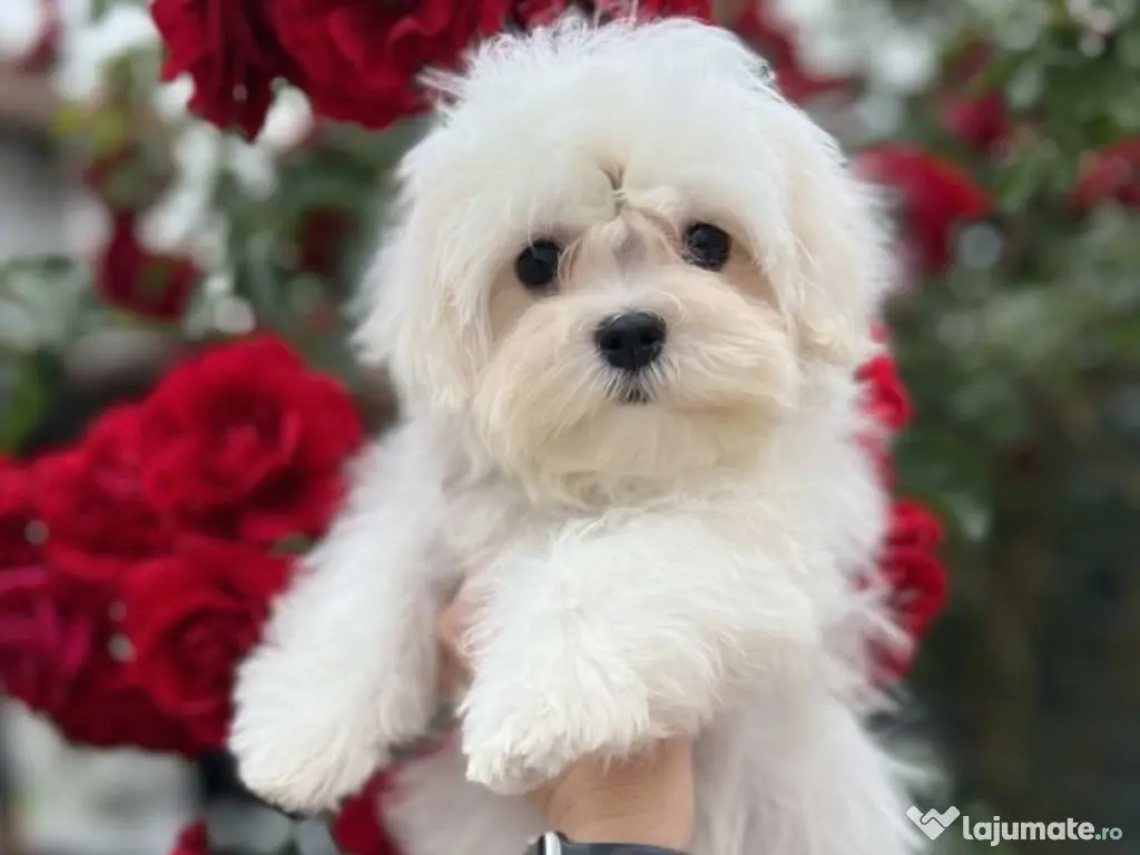 bichon maltez mini toy