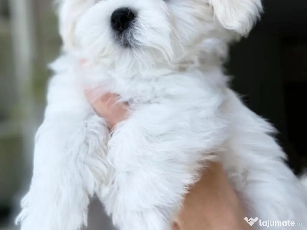 bichon maltez mini toy