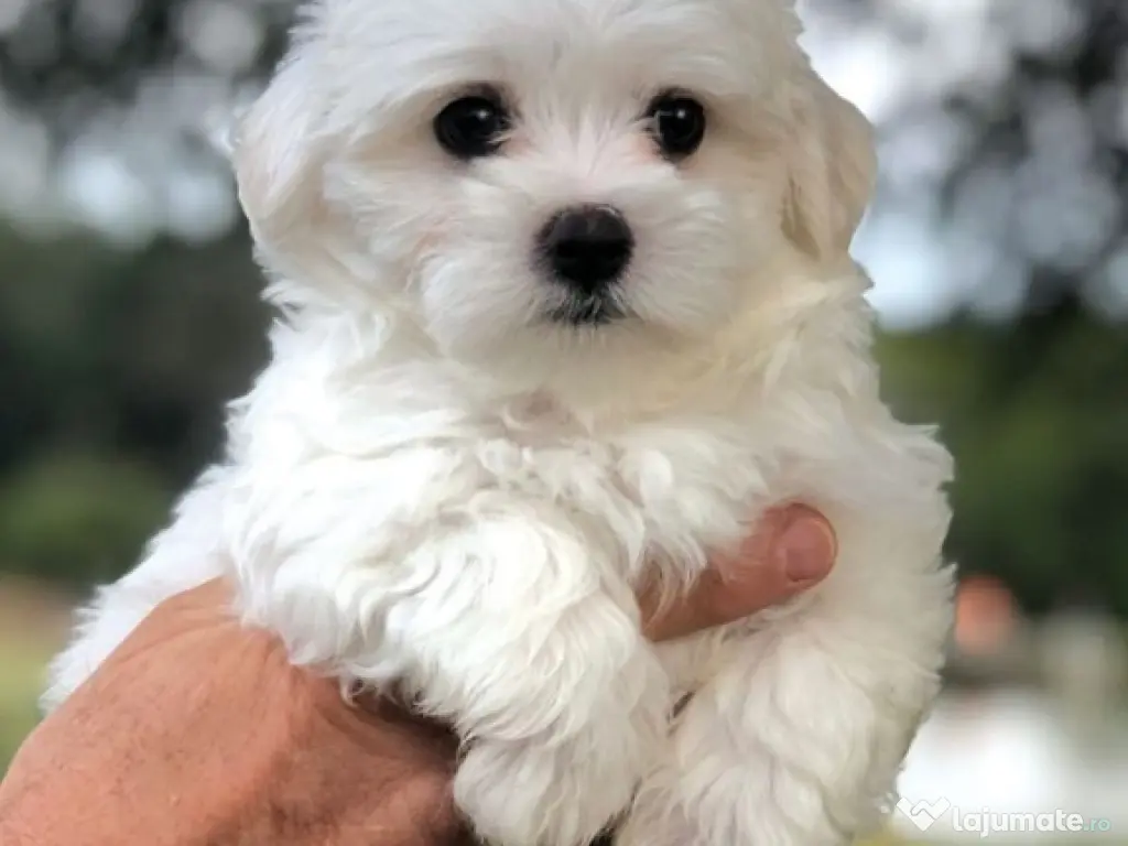bichon maltez mini toy