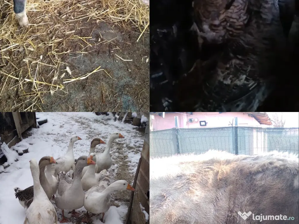 Păsări și animale 