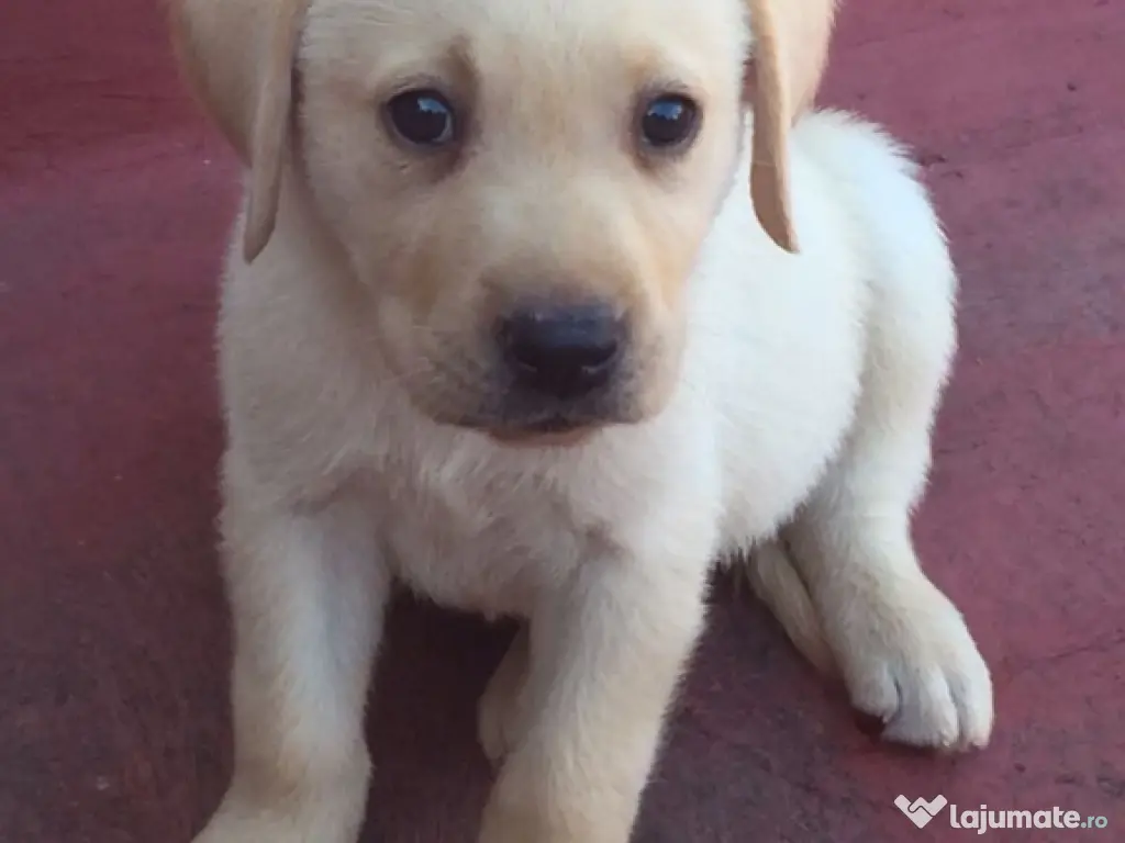 Labrador băieței și fetițe 