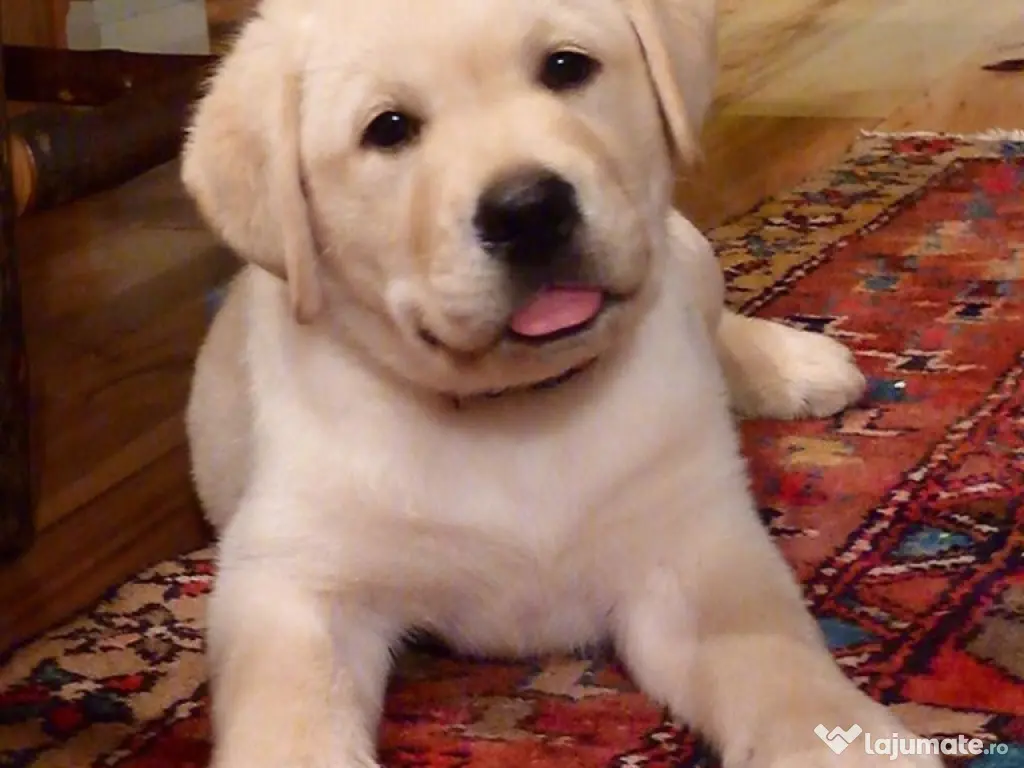 Labrador băieței și fetițe 