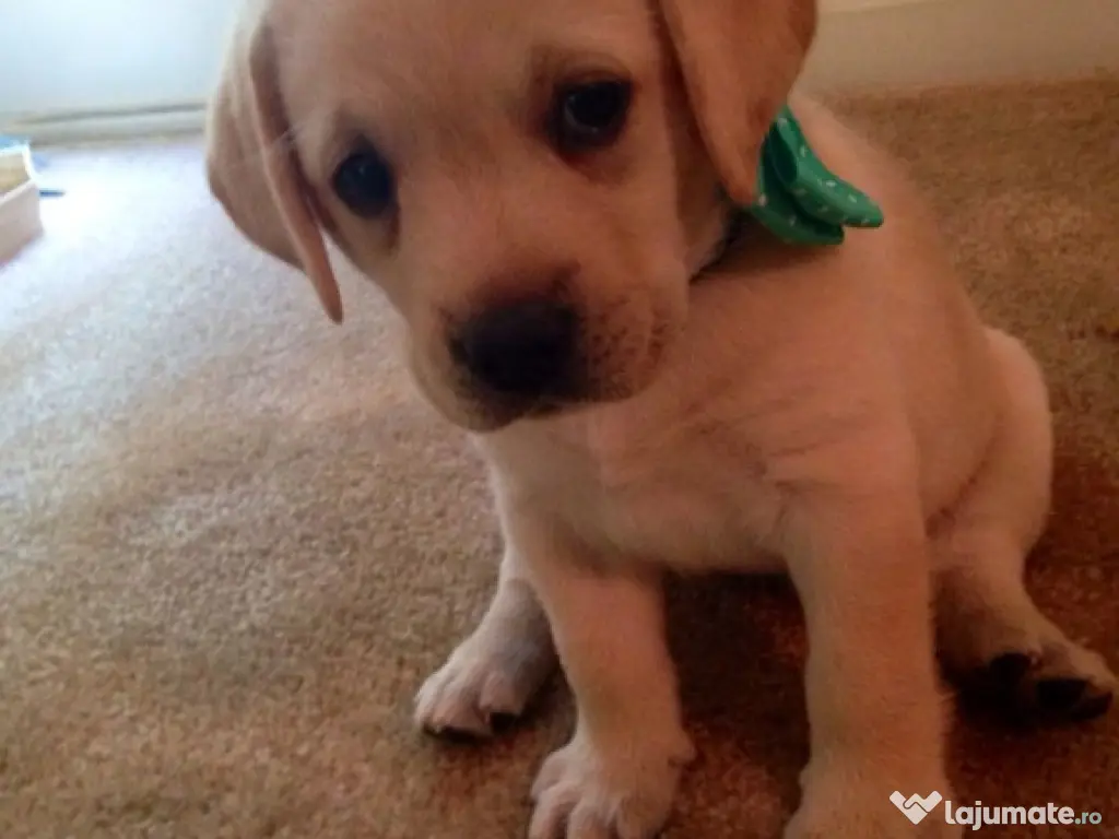 Labrador băieței și fetițe 