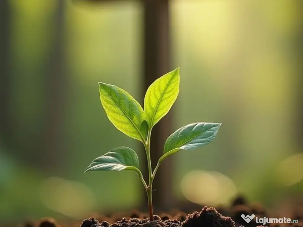 Servicii Funerare NON STOP in Bucuresti si Ilfov 