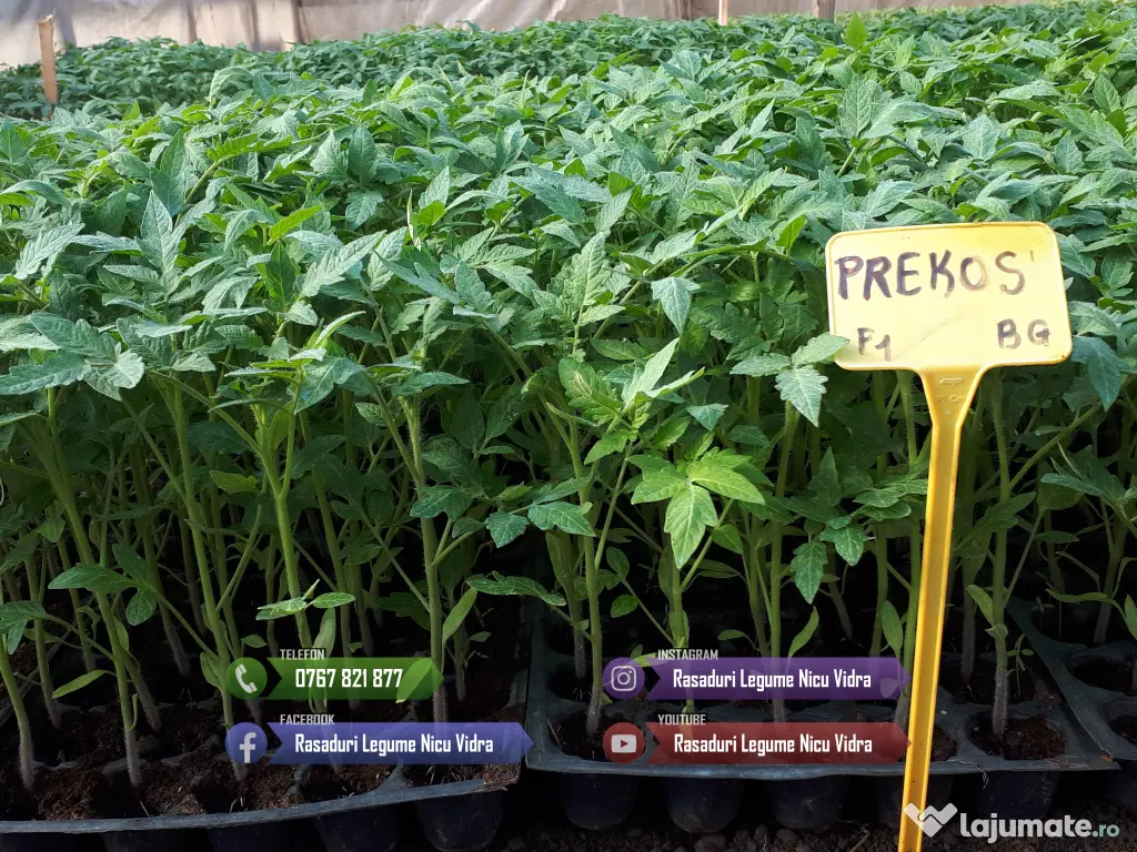 Rasad | Rasaduri Rosii Prekos Kalina Reyana Rila Bendida Kiveli 