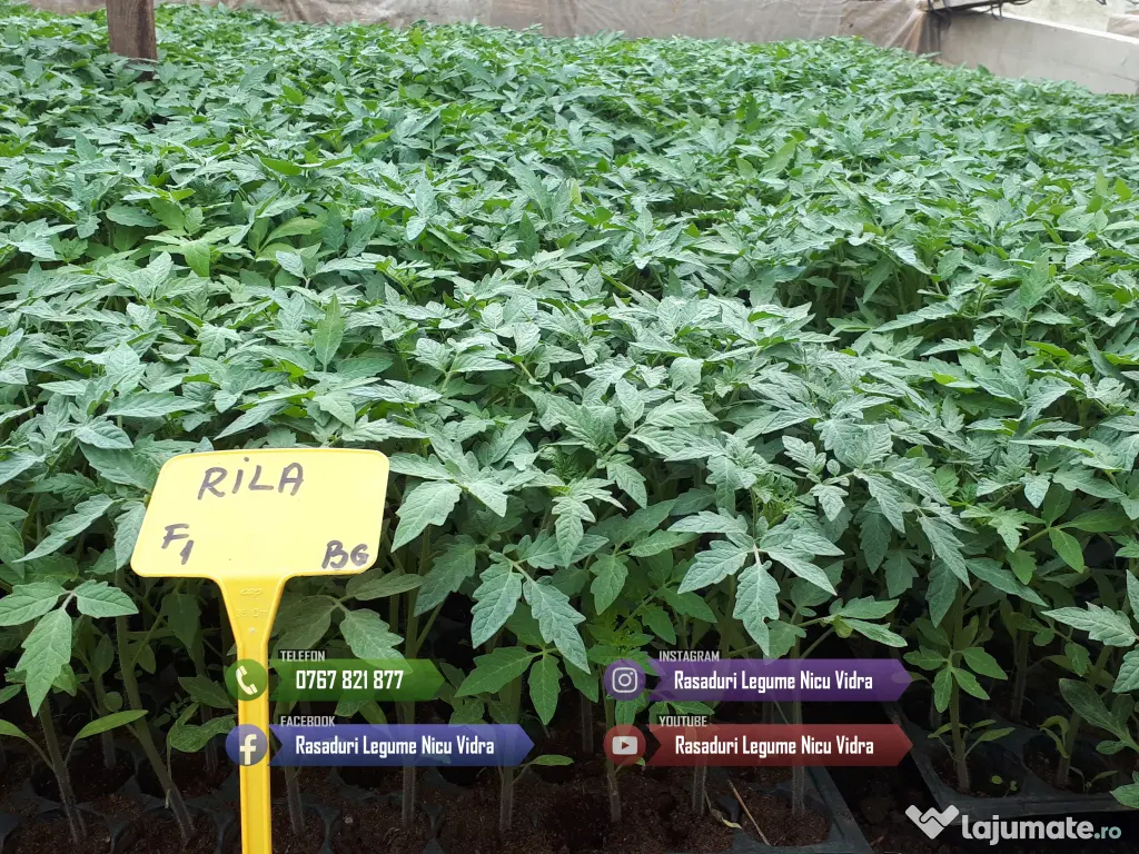 Rasad | Rasaduri Rosii Prekos Kalina Reyana Rila Bendida Kiveli 