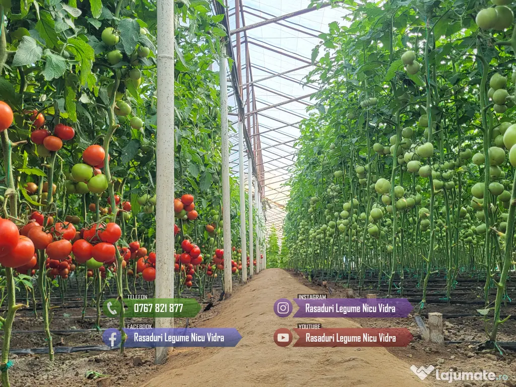 Rasad | Rasaduri Rosii Prekos Kalina Reyana Rila Bendida Kiveli 