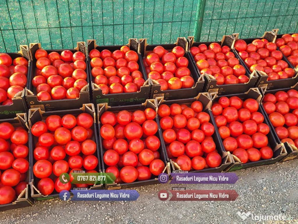 Rasad | Rasaduri Rosii Prekos Kalina Reyana Rila Bendida Kiveli 