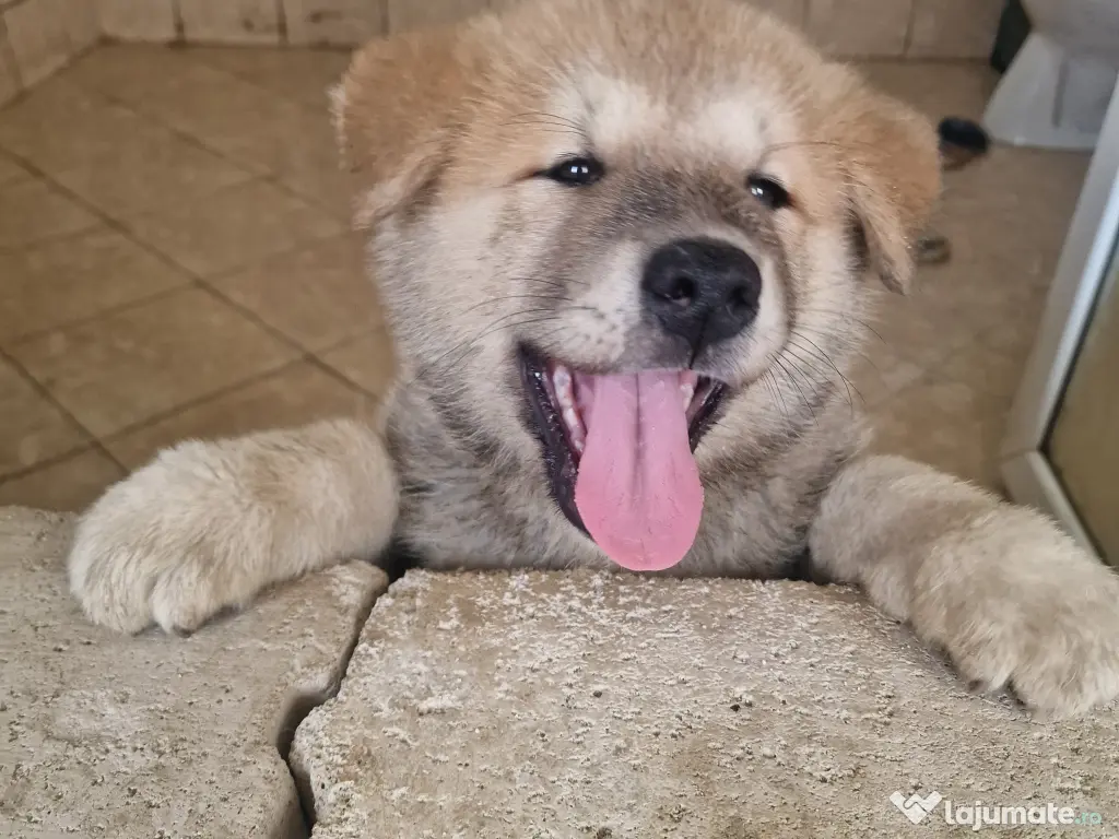 Akita inu superbi 2 luni 