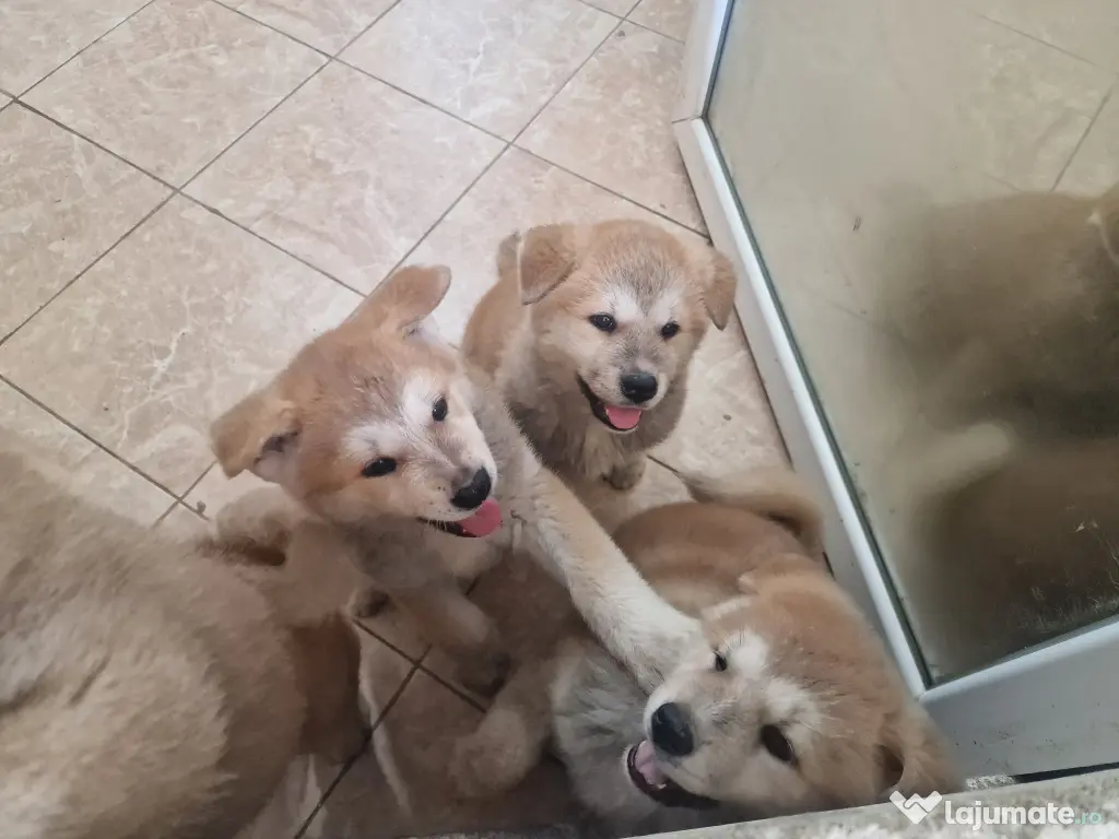 Akita inu superbi 2 luni 