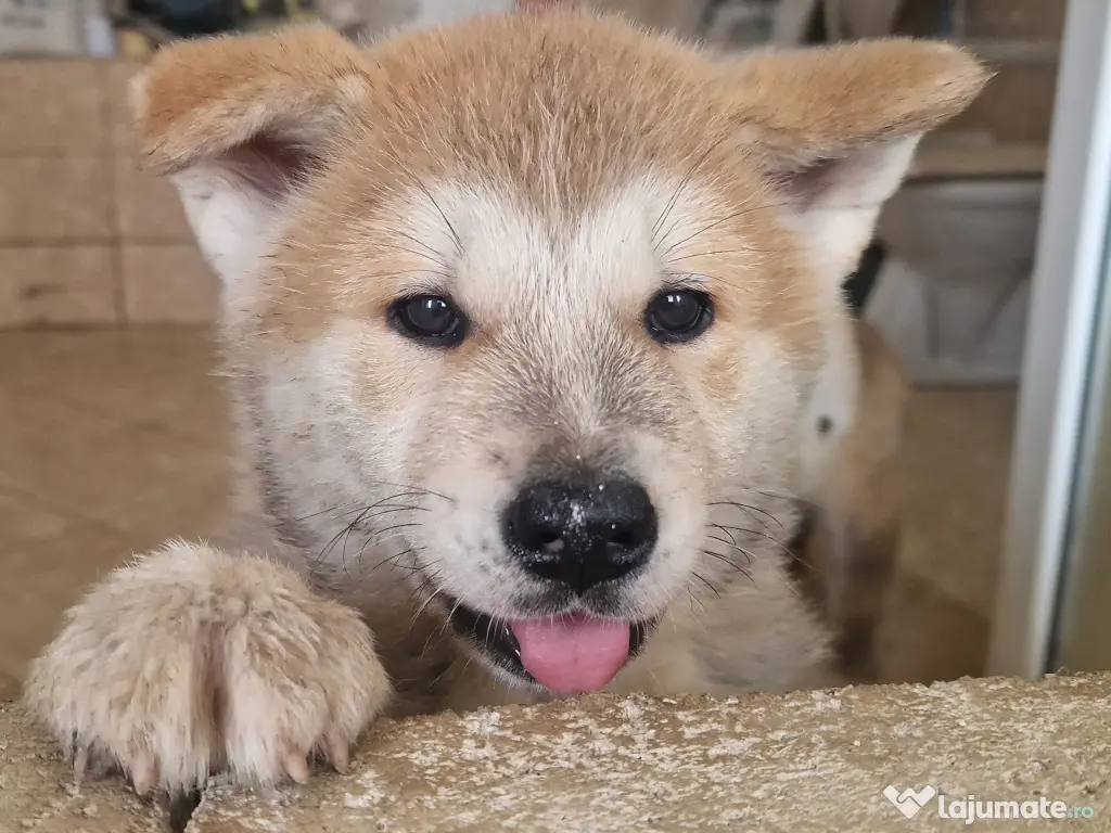 Akita inu superbi 2 luni 