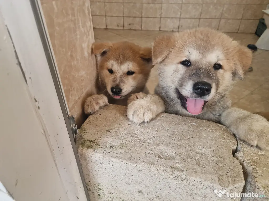 Akita inu superbi 2 luni 