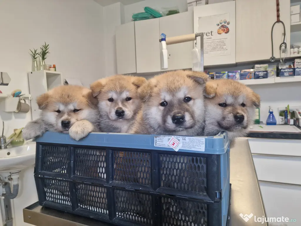 Akita inu superbi 2 luni 