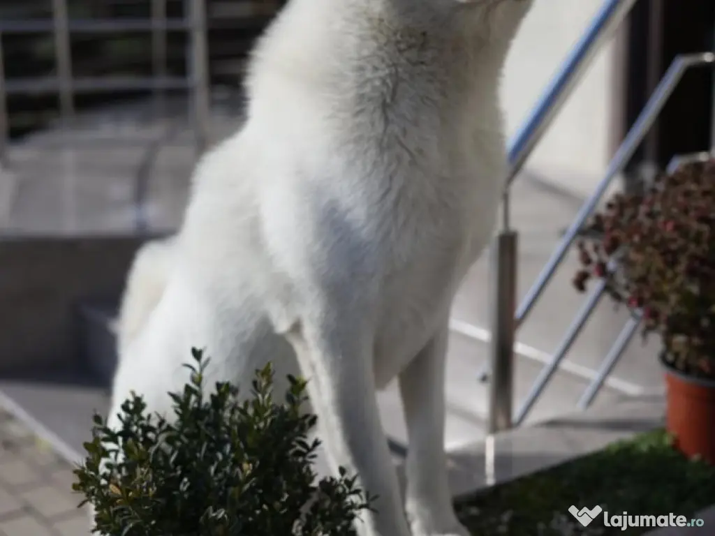 Akita inu superbi 2 luni 