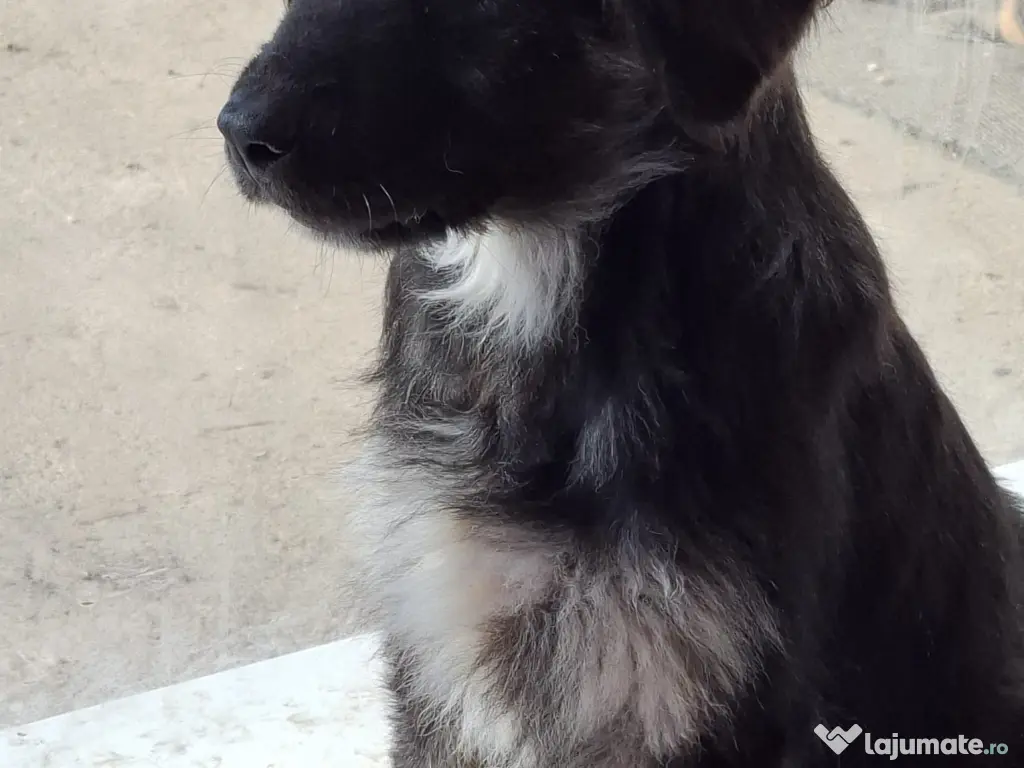 Donez pui de 5 luni metis de carpatin 