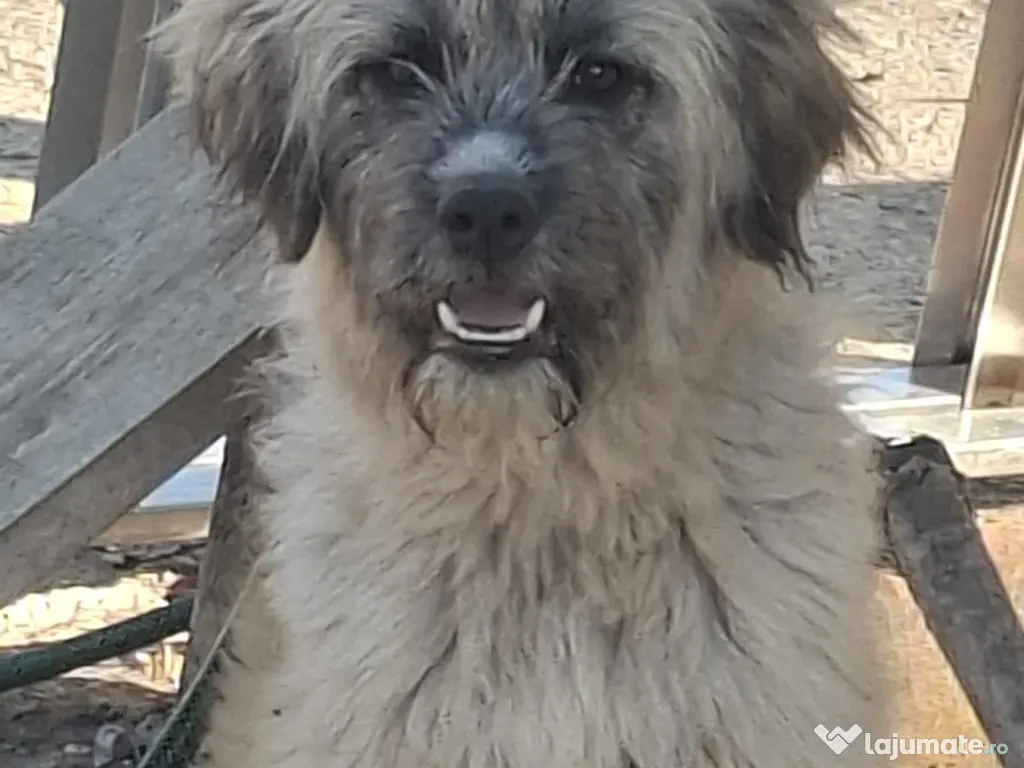 Donez pui de 5 luni metis de carpatin 