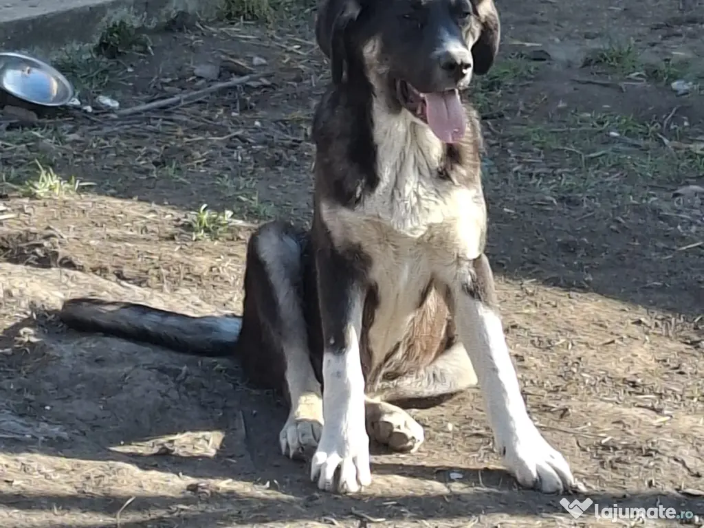 Donez pui de 5 luni metis de carpatin 