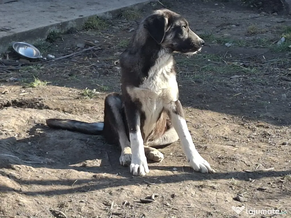 Donez pui de 5 luni metis de carpatin 