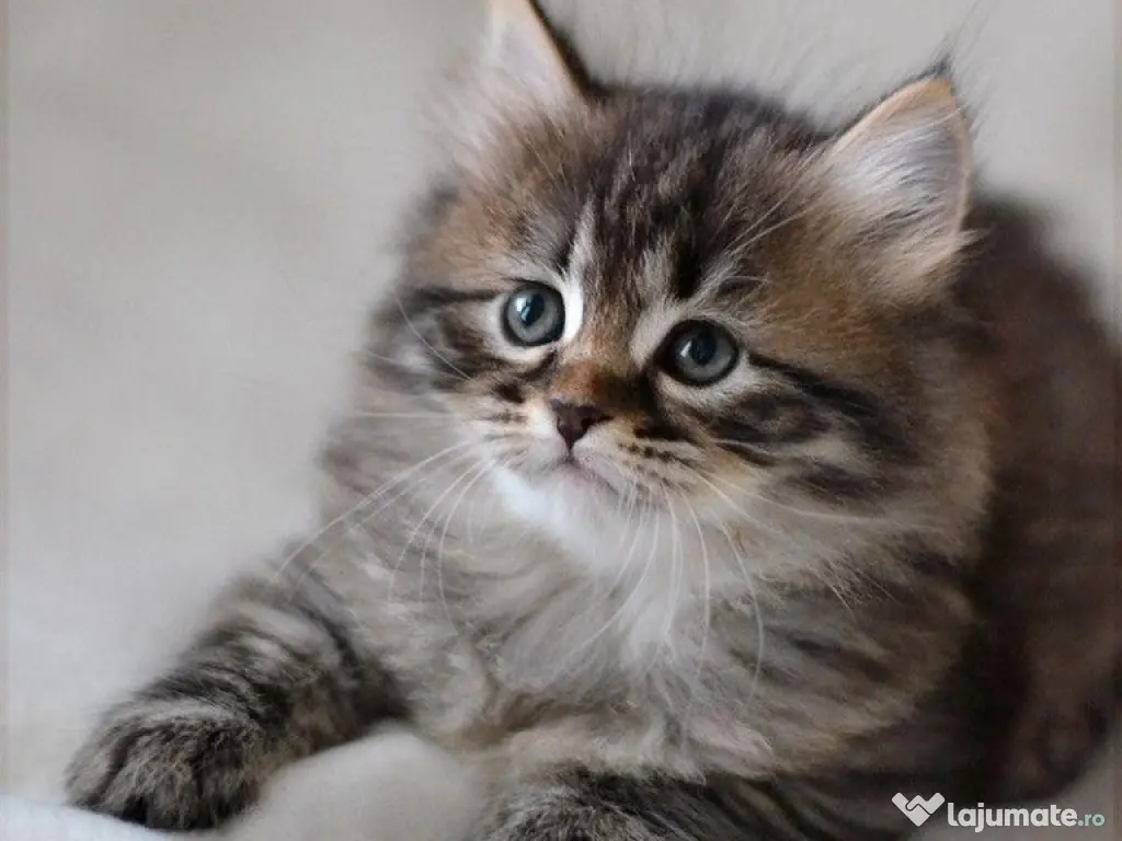 Siberiană de pădure puiuți superbi 