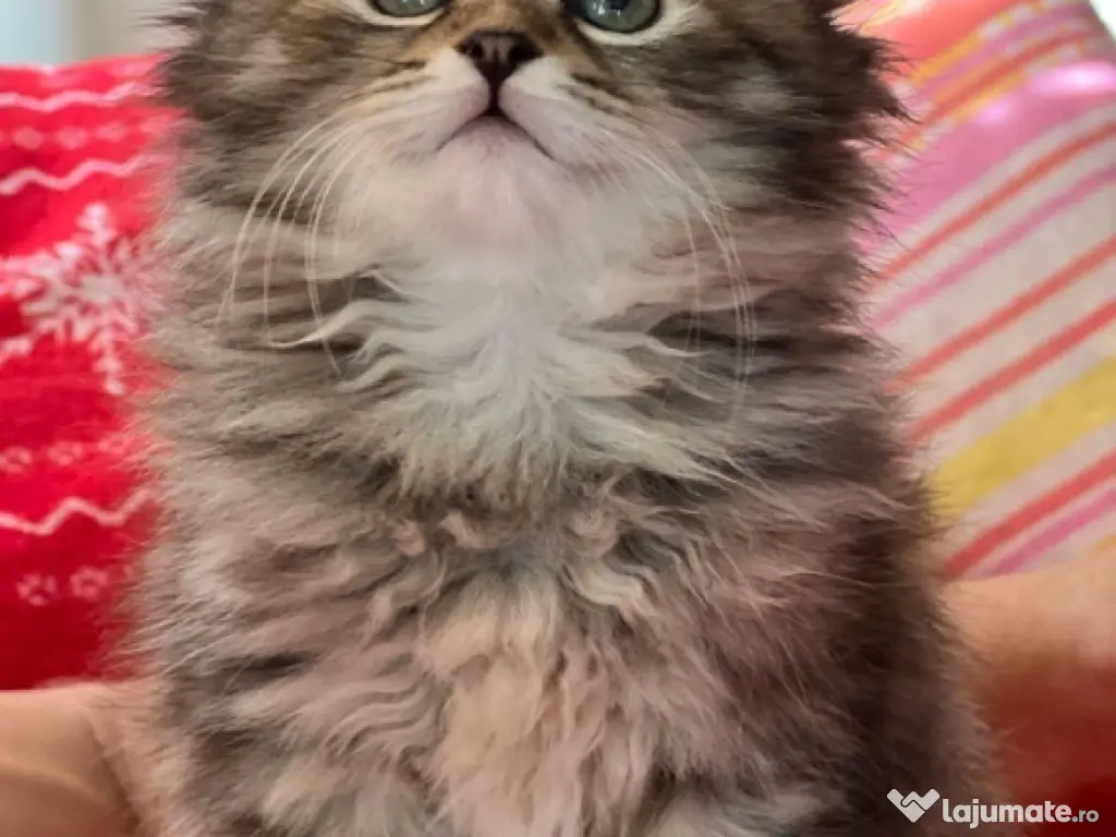 Siberiană de pădure puiuți superbi 