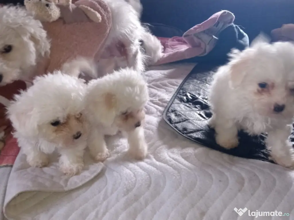 Bichon bison maltez 3 luni 