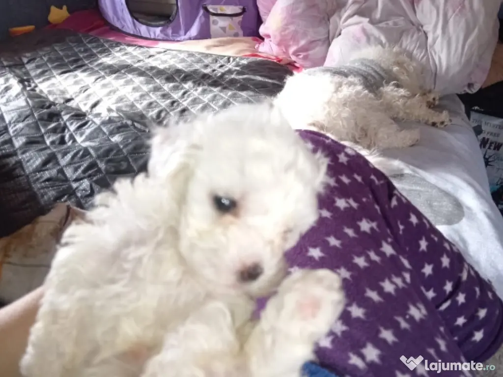 Bichon bison maltez 3 luni 