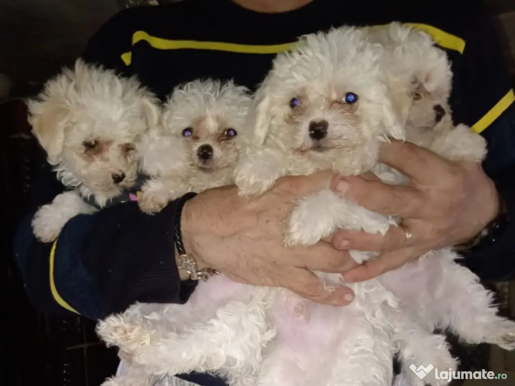 Bichon bison maltez 3 luni 