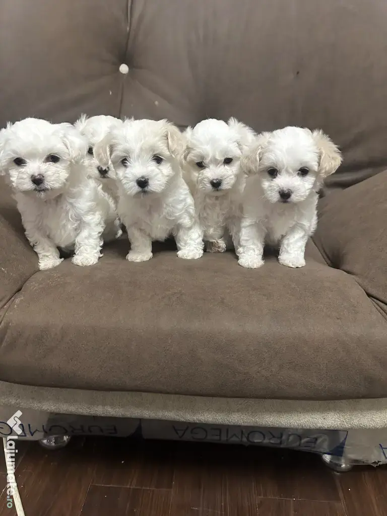 Bichon-mini trimitem oriunde în țară 