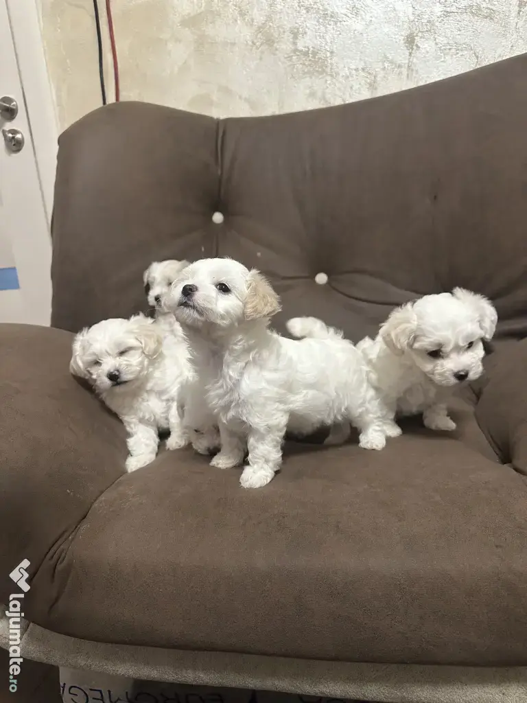 Bichon-mini trimitem oriunde în țară 