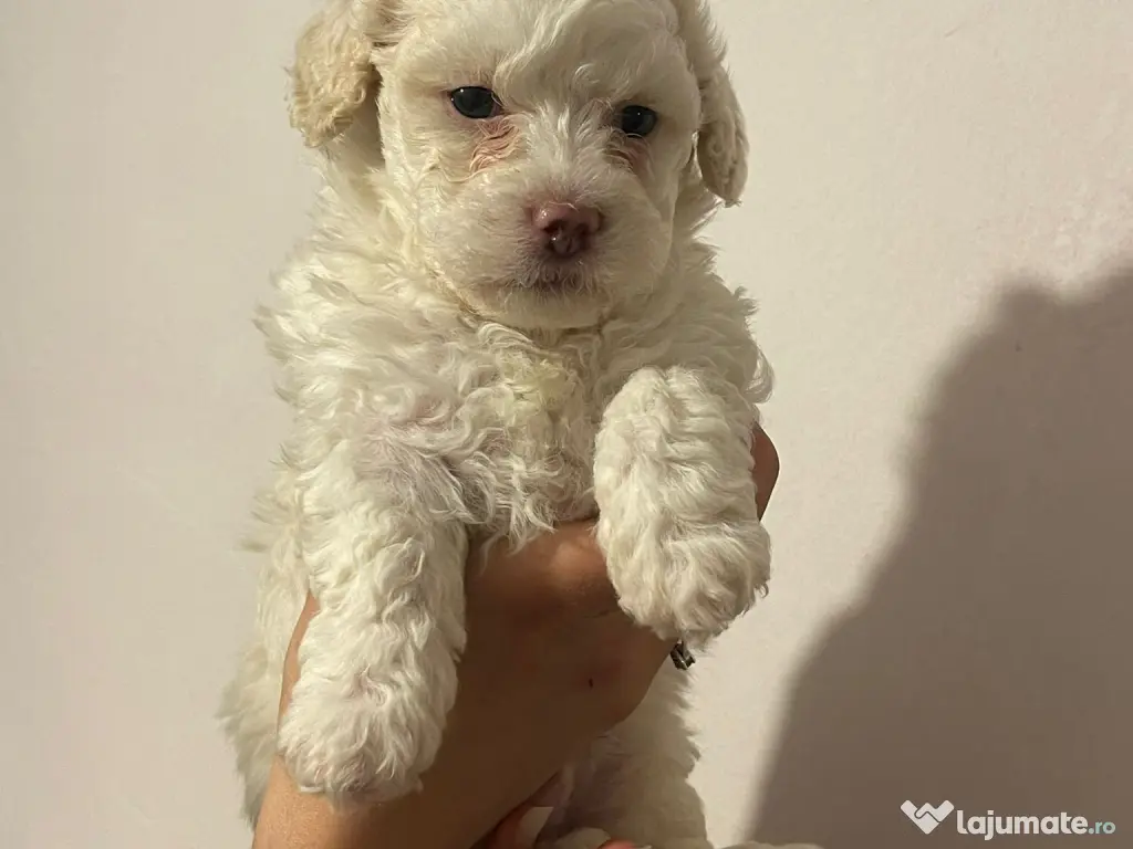 Bichon matlez adorabili, alb cu urechi ușor crem – rezervă acum! 