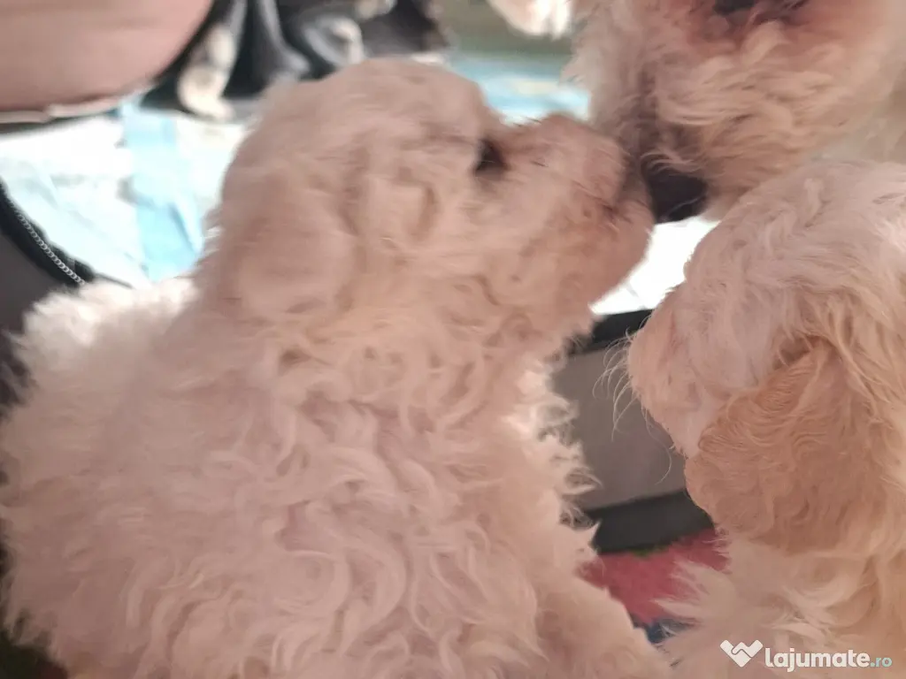 Bichon matlez adorabili, alb cu urechi ușor crem – rezervă acum! 