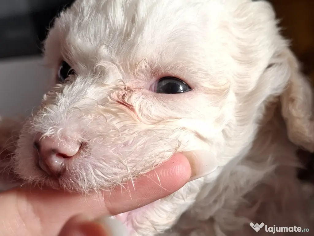 Bichon matlez adorabili, alb cu urechi ușor crem – rezervă acum! 
