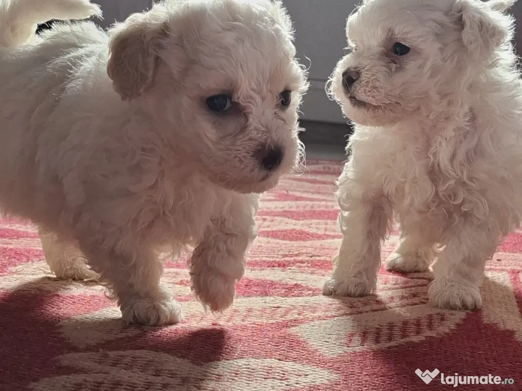 Bichon matlez adorabili, alb cu urechi ușor crem – rezervă acum! 