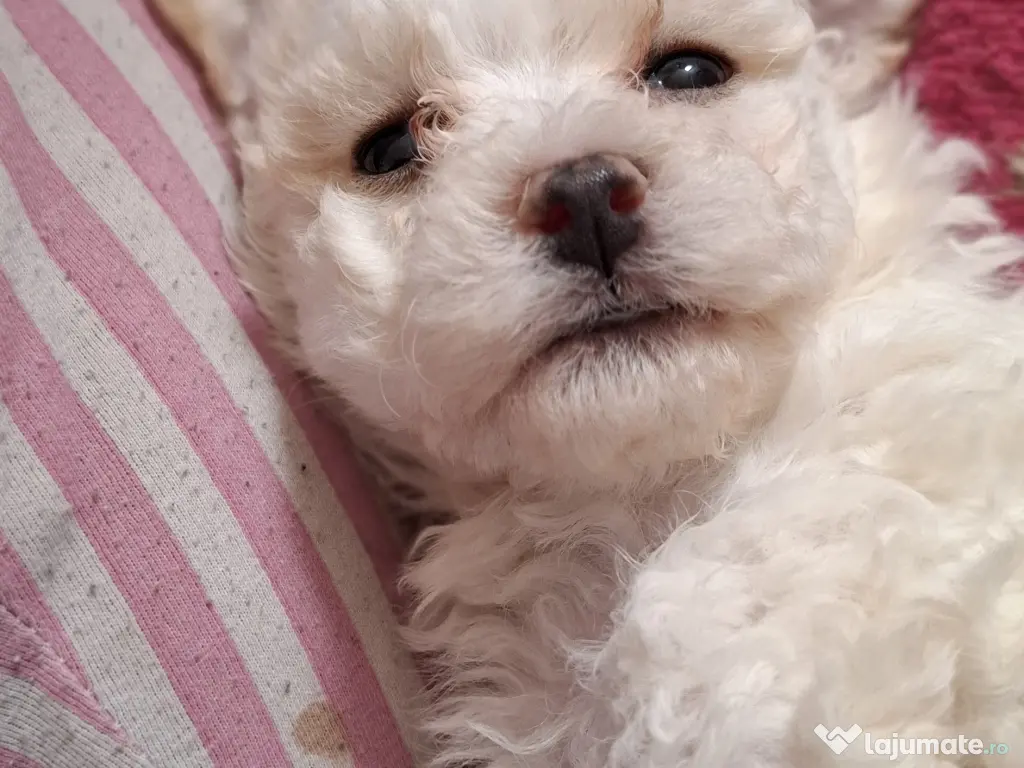 Bichon matlez adorabili, alb cu urechi ușor crem – rezervă acum! 