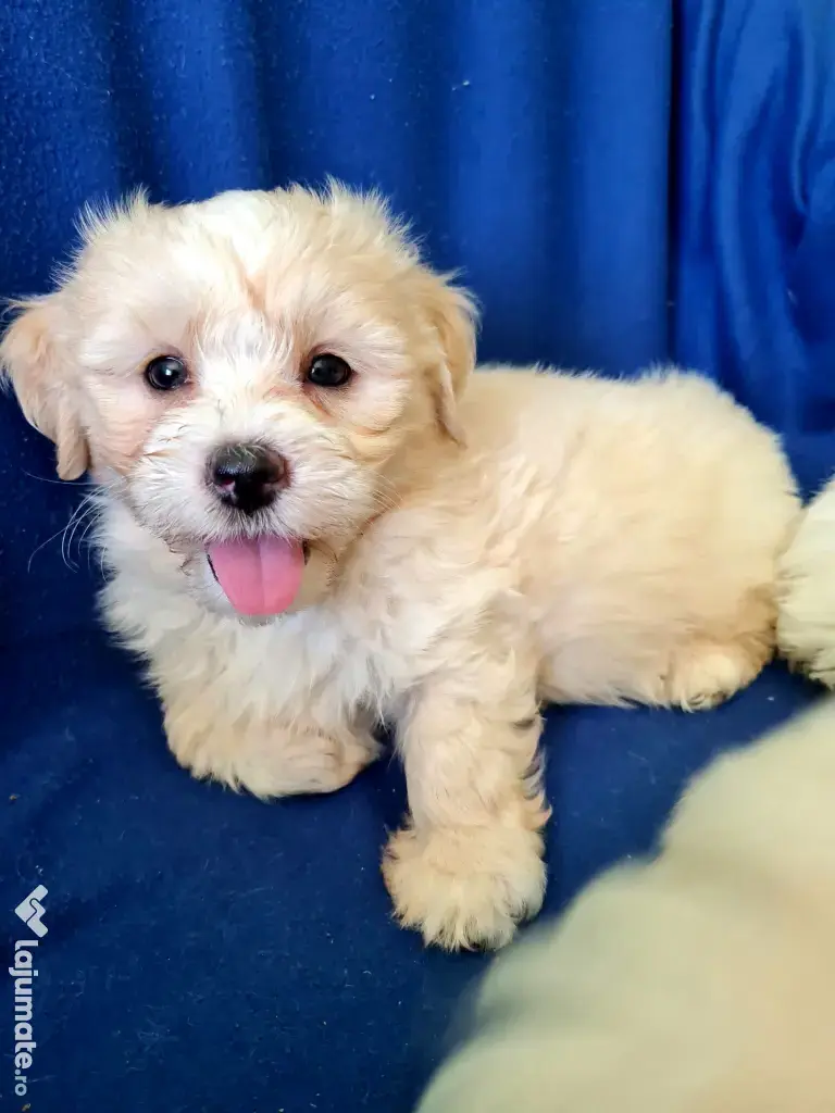 Bichon maltez masculi,puiuti,carnet de sănătate la zi 