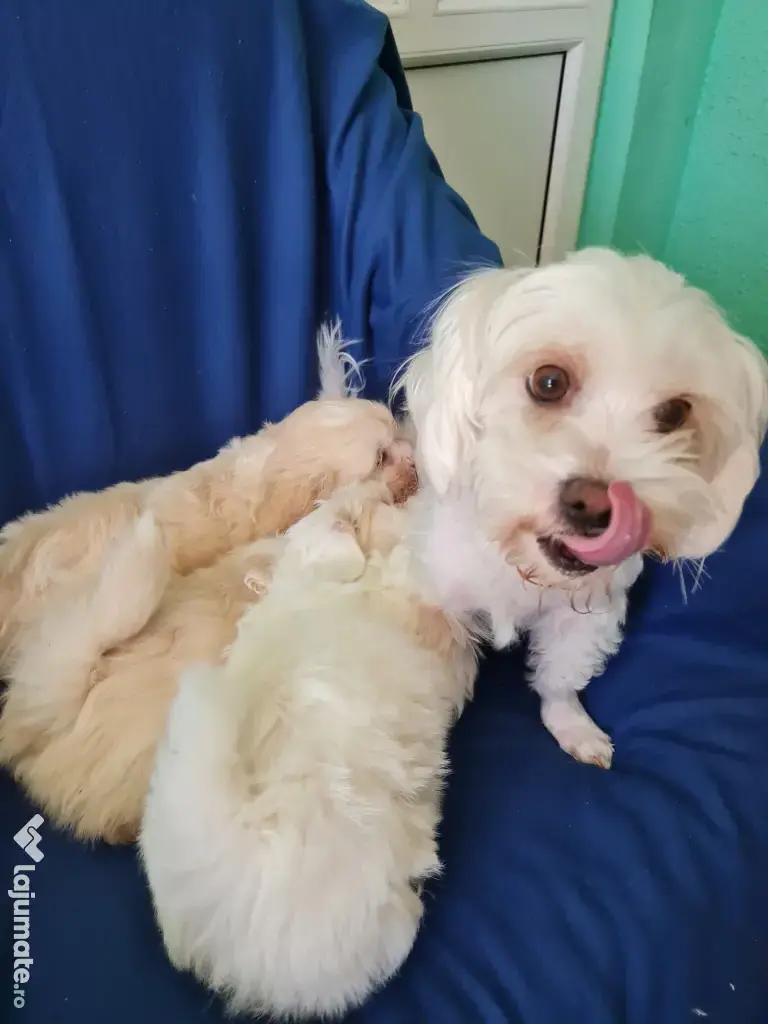Bichon maltez masculi,puiuti,carnet de sănătate la zi 