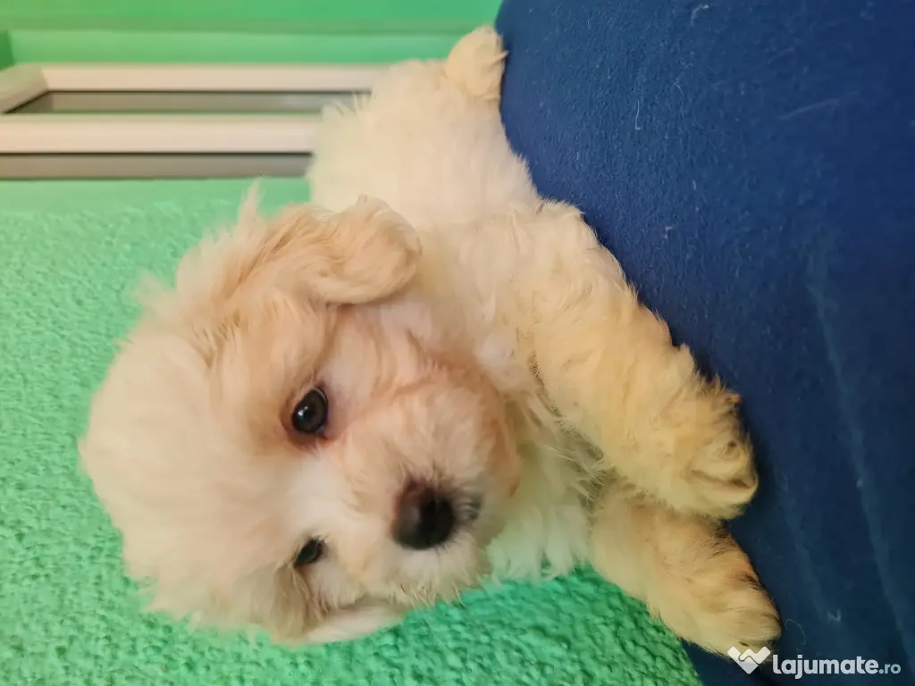 Bichon maltez masculi,puiuti,carnet de sănătate la zi 