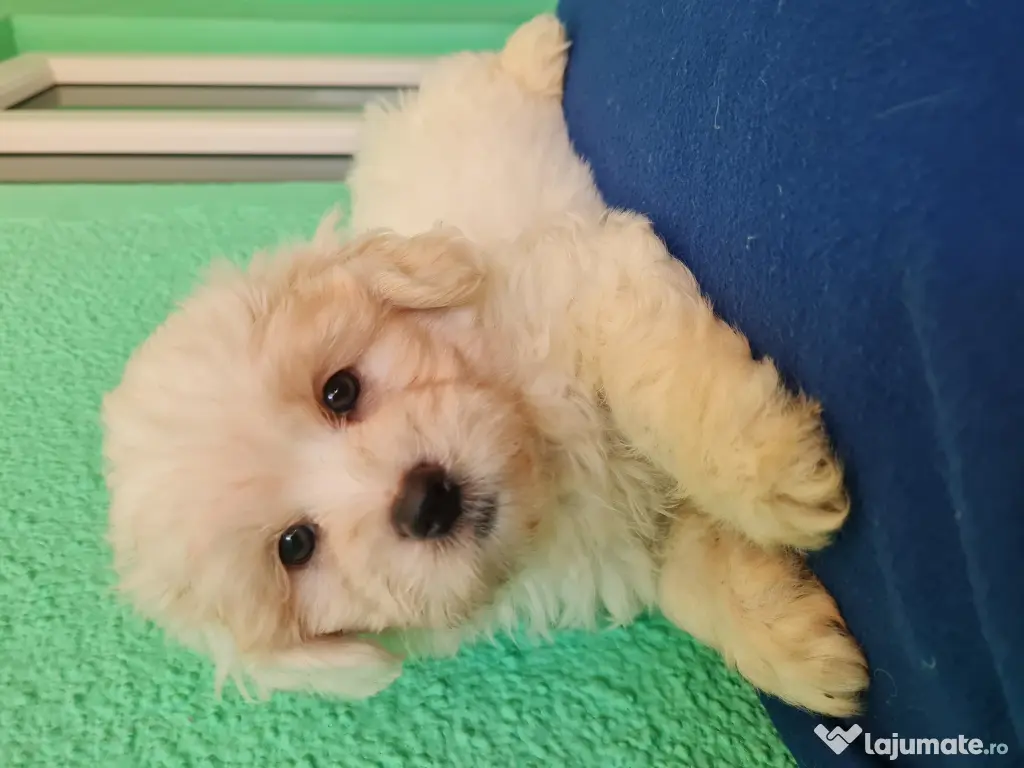 Bichon maltez masculi,puiuti,carnet de sănătate la zi 