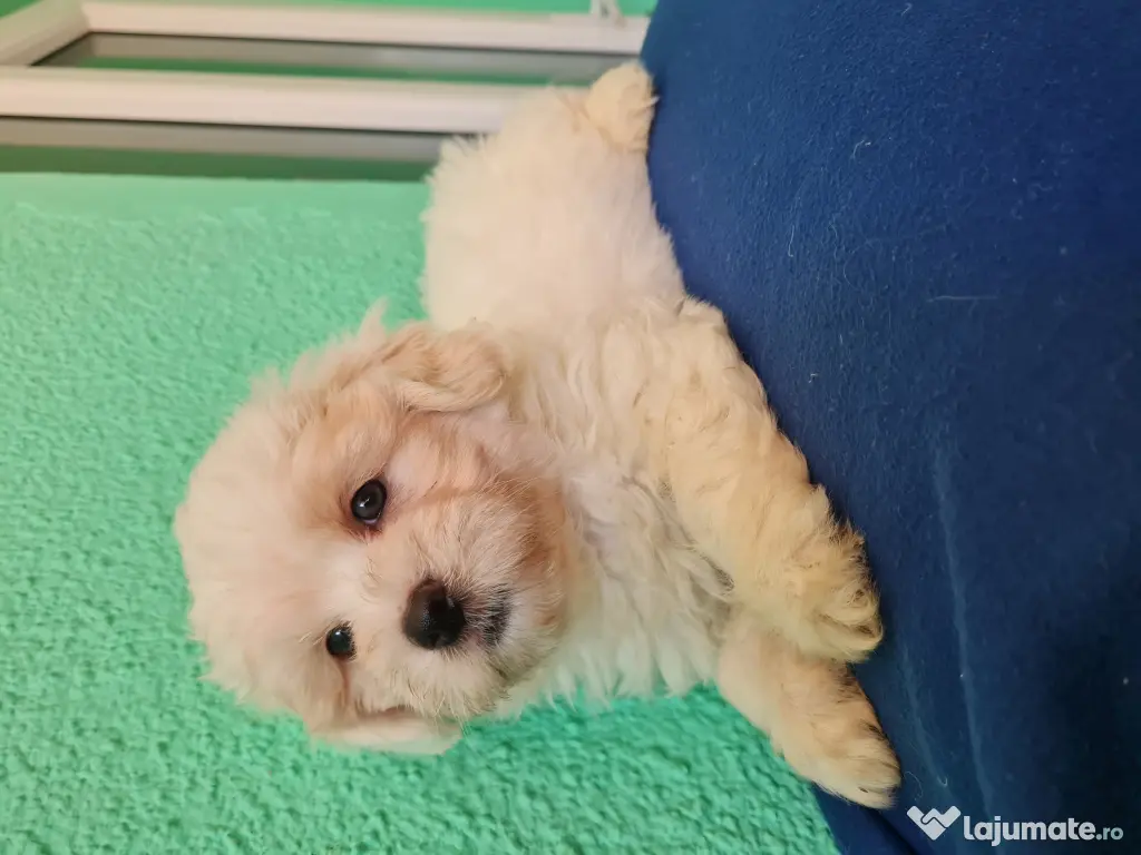 Bichon maltez masculi,puiuti,carnet de sănătate la zi 