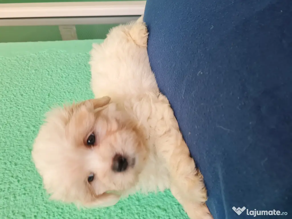 Bichon maltez masculi,puiuti,carnet de sănătate la zi 
