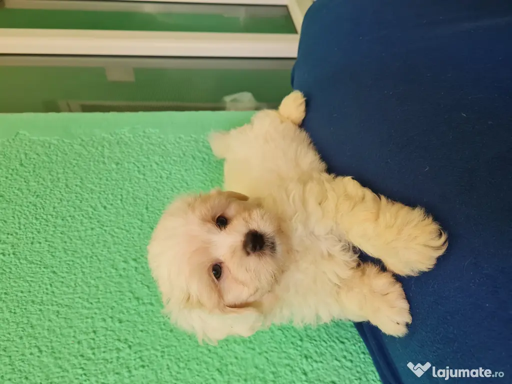 Bichon maltez masculi,puiuti,carnet de sănătate la zi 