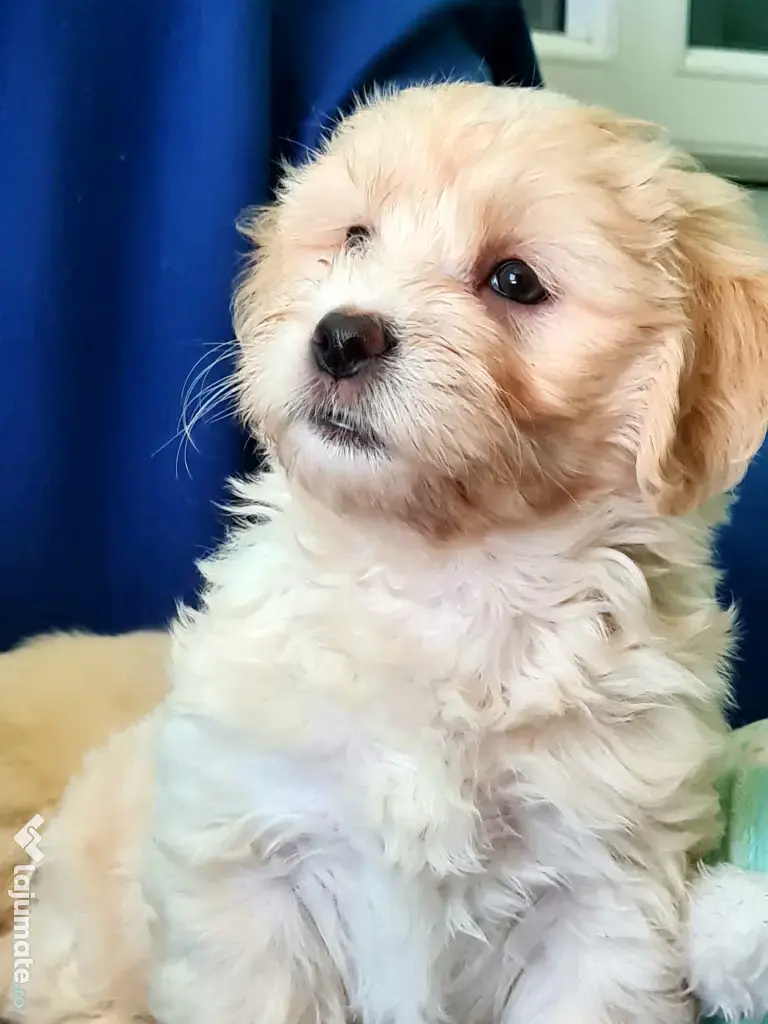 Bichon maltez masculi,puiuti,carnet de sănătate la zi 