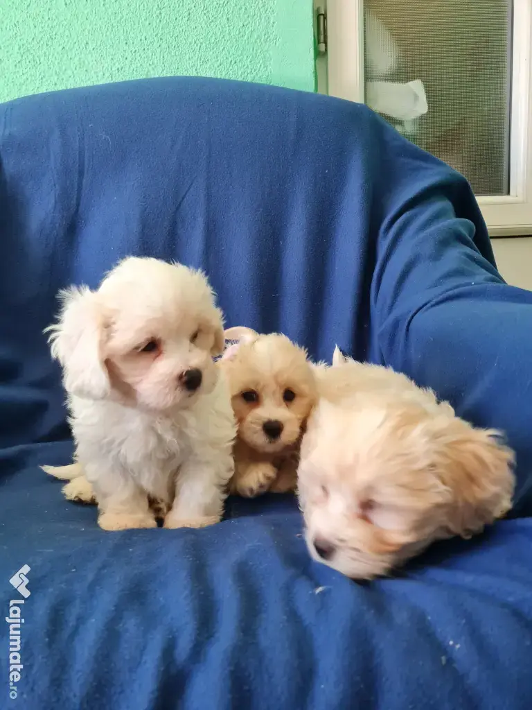 Bichon maltez masculi,puiuti,carnet de sănătate la zi 