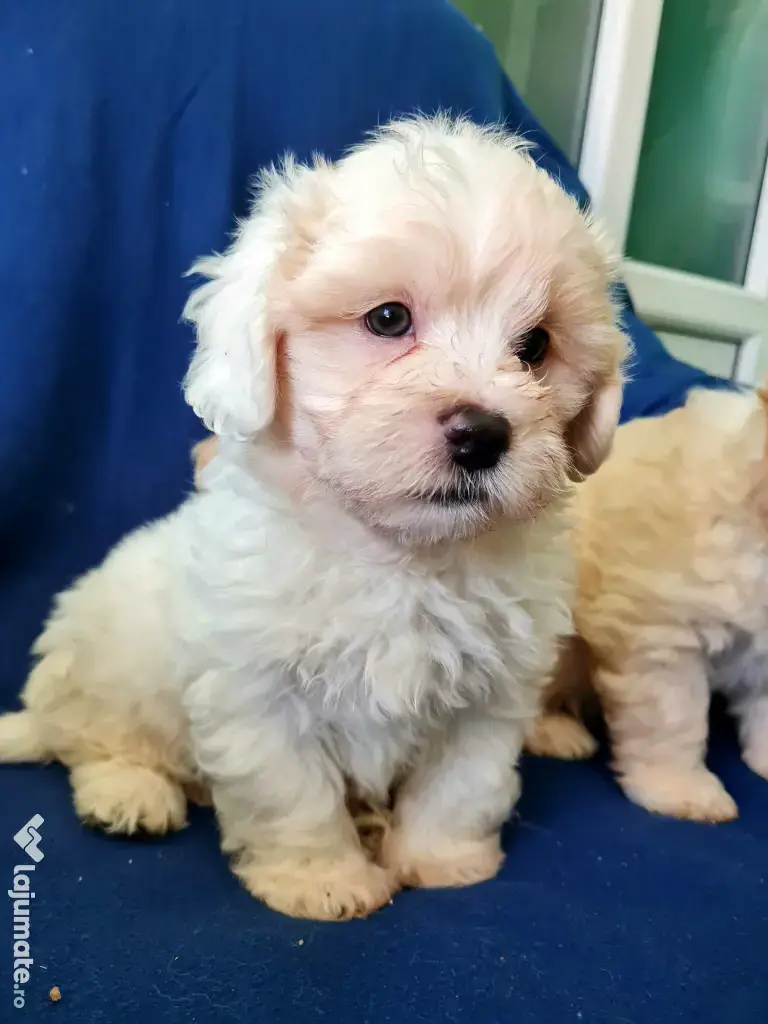 Bichon maltez masculi,puiuti,carnet de sănătate la zi 
