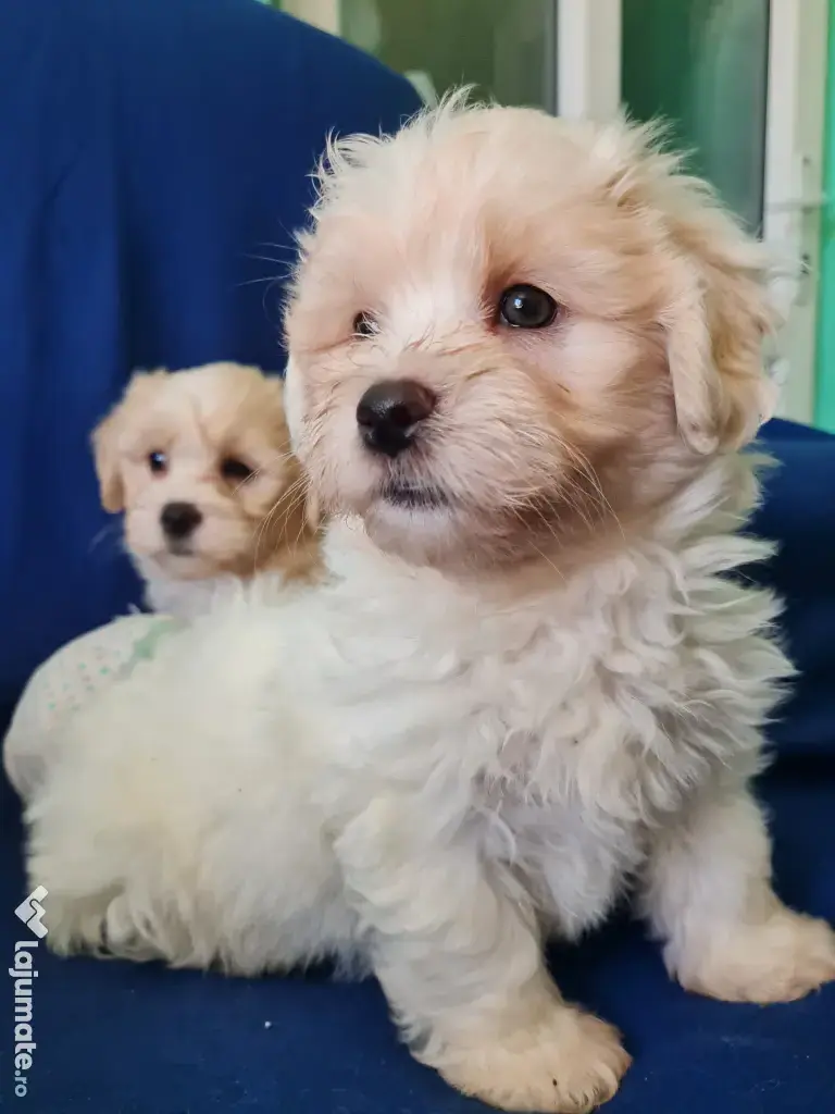 Bichon maltez masculi,puiuti,carnet de sănătate la zi 