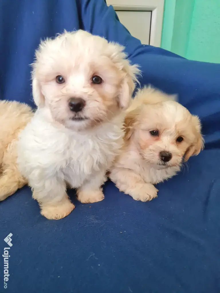 Bichon maltez masculi,puiuti,carnet de sănătate la zi 