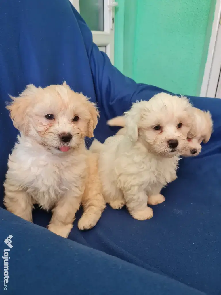 Bichon maltez masculi,puiuti,carnet de sănătate la zi 