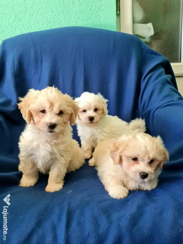 Bichon maltez masculi,puiuti,carnet de sănătate la zi 