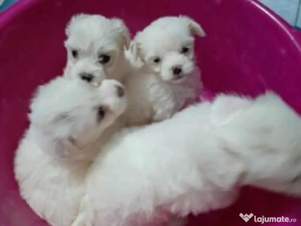 Pui Bichon Maltez – fetițe 